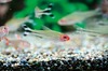 品種や飼育法を詳しく解説、スマホ用アプリ「熱帯魚＆水草図鑑322選」
