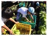 時計職人&農業体験、キッザニアの夏休み実社会体験プログラム