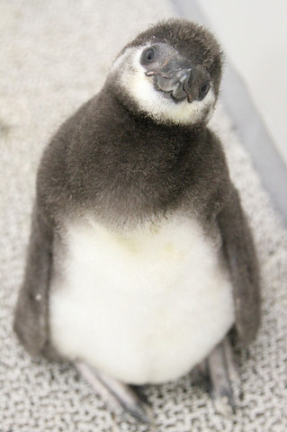 生後37日目の「たいこ」／すみだ水族館　