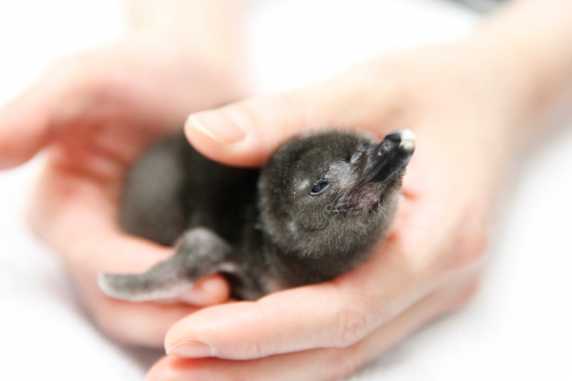 誕生したマゼランペンギンの赤ちゃん（生後5日目）