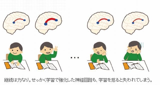 学習継続と脳構築の関係