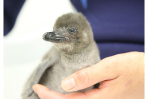 すみだ水族館でペンギンの赤ちゃん誕生、お披露目＆名前募集中 画像