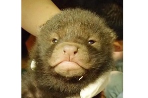 ヤブイヌの赤ちゃん4頭誕生、愛称募集…京都市動物園 画像