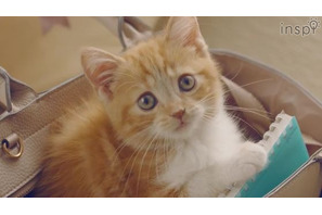 かわいすぎる！子猫の「プニプニ探しのたび」動画、コクヨ公式チャンネルで 画像
