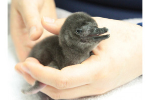 【GW2018】マゼランペンギンの赤ちゃん誕生、すみだ水族館がお祝い4/27-5/20 画像