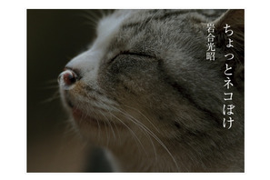ネコ写真ブームの火付け役、岩合光昭「ちょっとネコぼけ」iPad版 画像