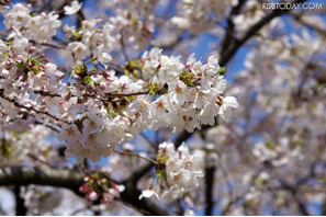 桜の開花いよいよ本番…関東では今週末お花見日和 画像