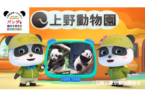 ベビーバスと上野動物園コラボ「双子のパンダ成長動画」無料公開 画像