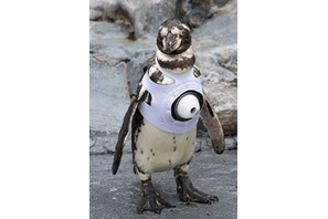 旭山動物園の動物をスマホでライブ視聴、ペンギン目線の世界も 画像