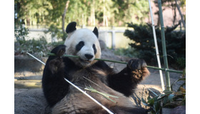 ジャイアントパンダのリーリー　写真：（公財）東京動物園協会