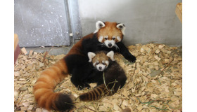 公開が開始されたレッサーパンダの親子　画像提供：日本平動物園