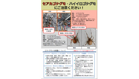 環境省：セアカゴケグモ・ハイイロゴケグモにご注意ください