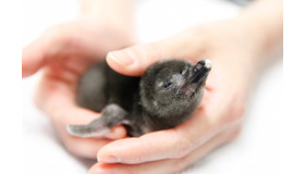 誕生したマゼランペンギンの赤ちゃん（生後5日目）