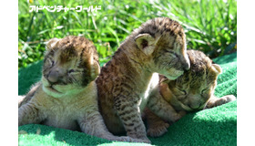 アドベンチャーワールドにライオンの三つ子の赤ちゃんが誕生