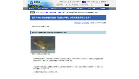 愛知県　親子で楽しむ金魚飼育講座「金魚の学校」