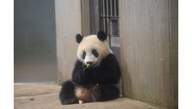 ジャイアントパンダ「シャンシャン」の姿　（公財）東京動物園協会　提供