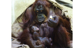 キキと子ども　1日目　画像提供：公益財団法人　東京動物園協会多摩動物公園