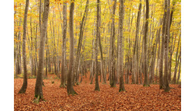 秋の美人林