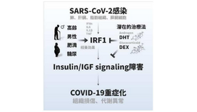 SARS-CoV-2感染による組織損傷や代謝異常の病態形成メカニズム