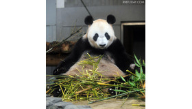 上野動物園のジャイアントパンダ「シンシン」