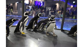 それぞれが自由に行動するペンギンたち
