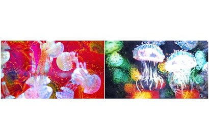 すみだ水族館×蜷川実花、街や自然に浮かぶクラゲ…9/9より 画像