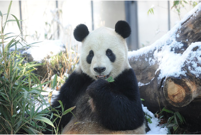 「ほっと」な魅力満載、冬の動物園・水族館…上野動物園など 画像
