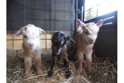 ヤギの三つ子赤ちゃん誕生、埼玉こども動物自然公園で公開中 画像