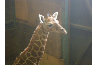 羽村市動物公園、アミメキリンの赤ちゃんの愛称募集…9/3まで 画像