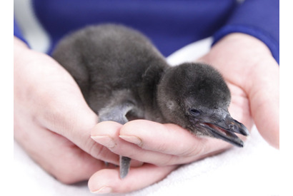 令和元年5月5日生まれ、マゼランペンギンの赤ちゃんお披露目＆名前募集 画像