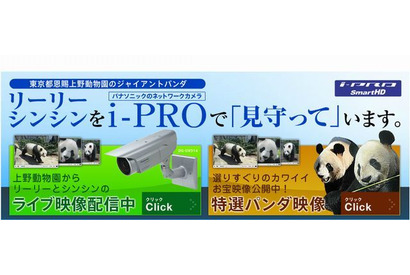 パナソニック、上野動物園のパンダをHD画質でライブ配信…一般公開中 画像