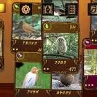 500種類のオリジナル動画配信、図鑑アプリ「動く野鳥コレクション」 画像