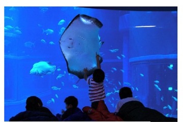 水族館に宿泊、小中学生対象の大阪・海遊館「おとまりスクール」 画像