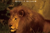 【夏休み】旭山動物園「夜の動物園」8/15まで開催 画像