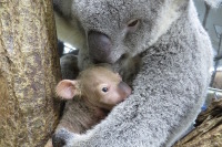 お名前投票受付け中、コアラの赤ちゃん2頭…こども動物自然公園 画像