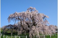 2016年「桜の開花予想」日本気象協会が2/3開始、日本三大桜予想も 画像