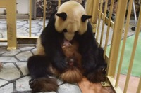和歌山アドベンチャーワールド、ジャイアントパンダの赤ちゃん誕生 画像