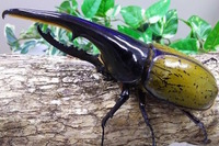【夏休み2017】約200匹のカブトムシ放虫も…大阪「世界の昆虫展」8/9-20 画像