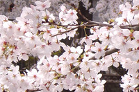 【サピ卒母1年前】桜咲く、春爛漫はもう目の前…前向きな気持ちで受験できますように 画像