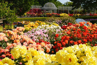 160品種の春バラが咲き誇る「春のローズフェスタ」入園無料 画像