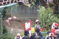 野毛山動物園で初のモルモットもぐもぐタイムを実施…1/8-2/28の平日限定 画像