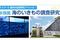 須磨海浜水族園でお泊り教室…漁師体験や水槽前で就寝 画像