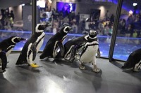 【GW】ペンギンが観覧スペースを自由に行動、すみだ水族館 画像
