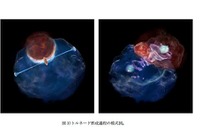 慶應大、謎の宇宙竜巻を解明…分子雲衝突によるブラックホールの活性化 画像