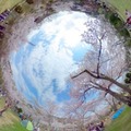 全天球映像のイメージ（4月7日撮影の「摂津峡公園」の桜）
