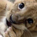 ライオンの赤ちゃん「のぞむ」
