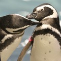 身体をきれいにし合うペンギンたち （写真提供：すみだ水族館）