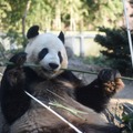 ジャイアントパンダのリーリー　写真：（公財）東京動物園協会