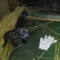 4月21日に生まれたジャガー2頭（写真提供：天王寺動物公園事務所）