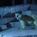 天王寺動物園「ナイトZOO」（写真提供：天王寺動物園）